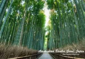 Arashiyama-Bamboo-Grove-Japan-min