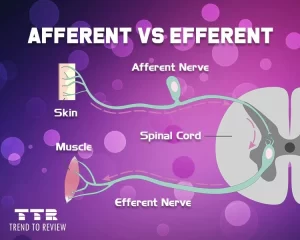 Afferent vs Efferent