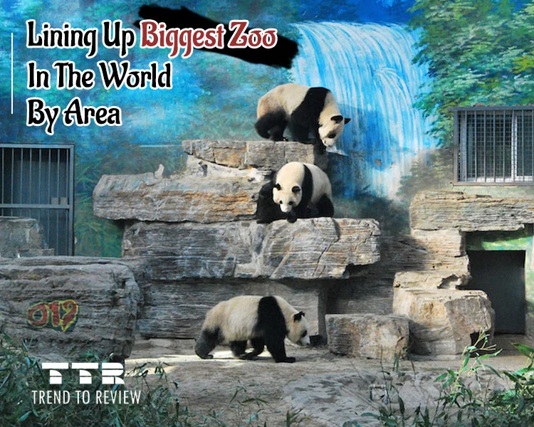 Lining Up Biggest Zoo In The World By Area